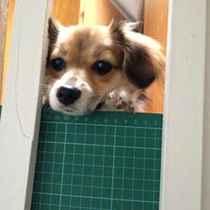 Blanding af racer Malou