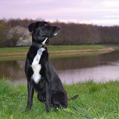 Blanding af racer Bamse