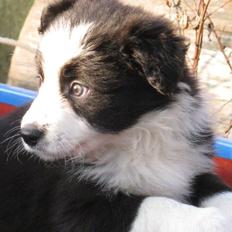 Border collie Jessi