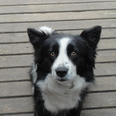 Border collie Jessi