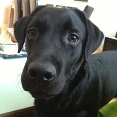 Labrador retriever Smilla