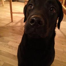 Labrador retriever Smilla