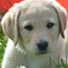 Labrador retriever Kado Jackpot
