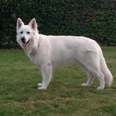 Hvid Schweizisk Hyrdehund Britaje Arko the Alfa