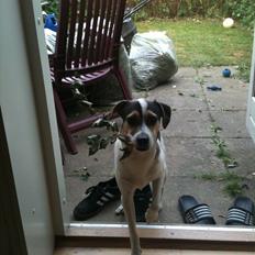 Dansk svensk gaardhund Hannibal