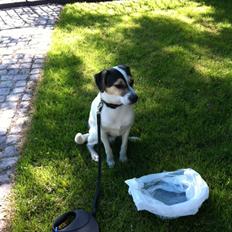 Dansk svensk gaardhund Hannibal