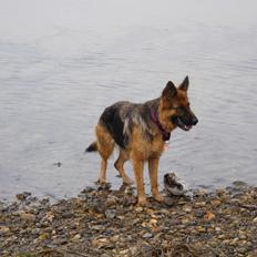 Schæferhund Houen Medina (Bina)