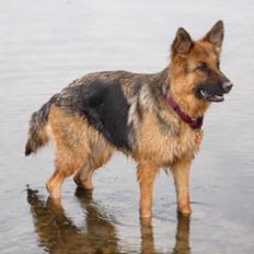 Schæferhund Houen Medina (Bina)