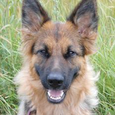 Schæferhund Houen Medina (Bina)