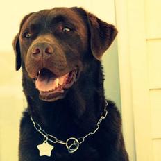 Labrador retriever Max (Verdens bedste hund) <3