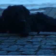 Blanding af racer Puf