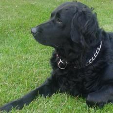 Blanding af racer Puf