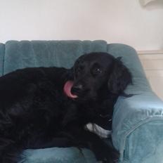 Blanding af racer Puf