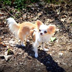 Chihuahua Mazey (Tut)