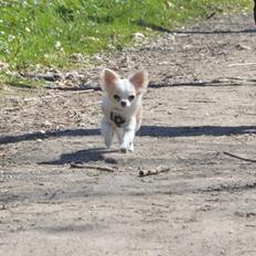 Chihuahua Mazey (Tut)