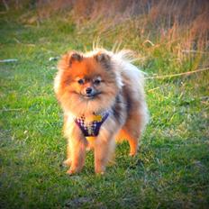 Pomeranian Ane's Dolly  (Neela)