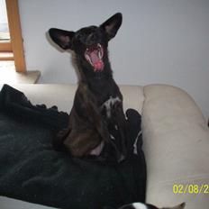 Blanding af racer Qiwi