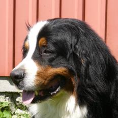 Berner sennenhund Alvin