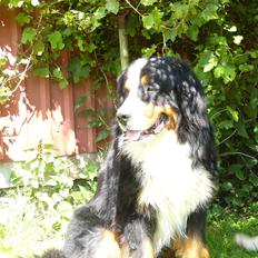 Berner sennenhund Alvin