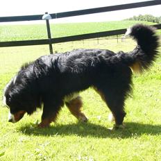 Berner sennenhund Alvin