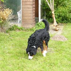 Berner sennenhund Sarabi