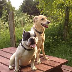 Blanding af racer Miss Molly