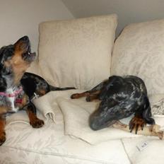 Blanding af racer 'Begga' Gravhund/DSG "Blue merle"