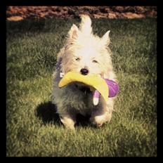 West highland white terrier Mille