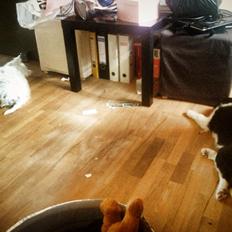 West highland white terrier Mille