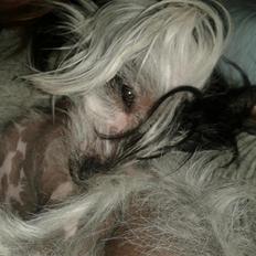 Chinese crested hårløs Karla