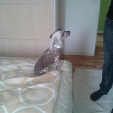 Chinese crested hårløs Karla