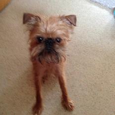 Griffon bruxellois Ramses/Chewbacca