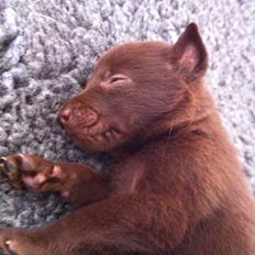 Australsk kelpie Promotion Ducati Monster (Kato)