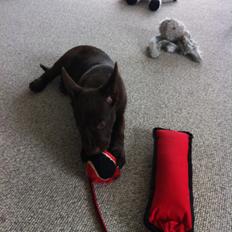 Australsk kelpie Promotion Ducati Monster (Kato)