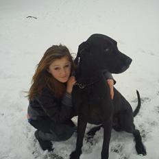 Grand danois Balder<3<3<3<3