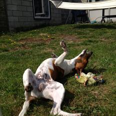 Dansk svensk gaardhund Kato <3