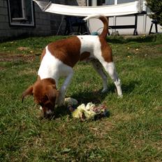 Dansk svensk gaardhund Kato <3