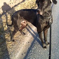 Grand danois Balder<3<3<3<3