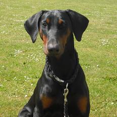 Dobermann Mila