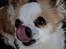 Chihuahua Viktor
