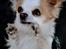 Chihuahua Viktor