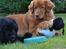 Nova scotia duck tolling retriever charlie