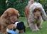 Nova scotia duck tolling retriever charlie
