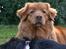 Nova scotia duck tolling retriever charlie - 1)Velkommen til Charlies profil!!;D elsker dig basse!<3