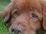 Nova scotia duck tolling retriever charlie