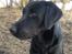 Labrador retriever Dumle - Min bedste ven
