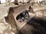 Labrador retriever Dumle - Min bedste ven - Lumle i en MEGET farlig skovl til rande graveren :o
