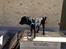 Labrador retriever Dumle - Min bedste ven