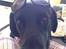 Labrador retriever Dumle - Min bedste ven