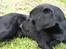 Labrador retriever Dumle - Min bedste ven